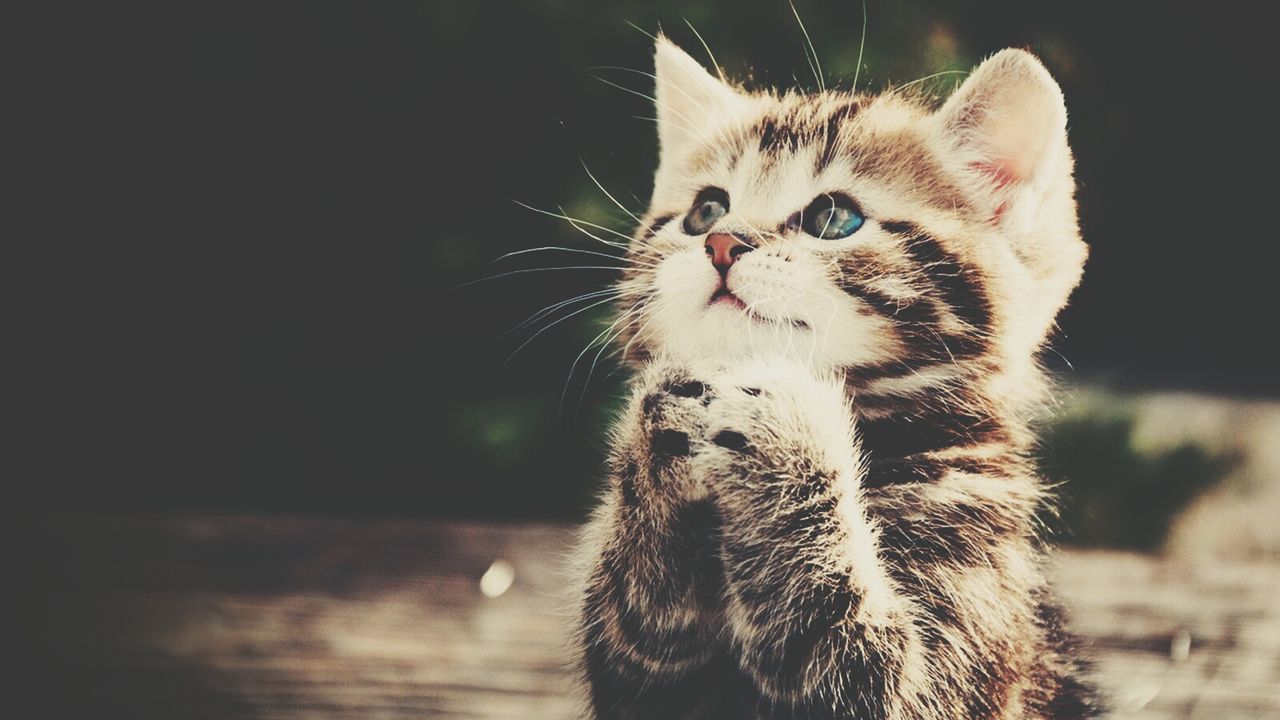 animal themes, one animal, mammal, domestic animals, domestic cat, pets, feline, focus on foreground, whisker, close-up, cat, wildlife, animal head, animals in the wild, no people, portrait, front view, zoology, nature, outdoors