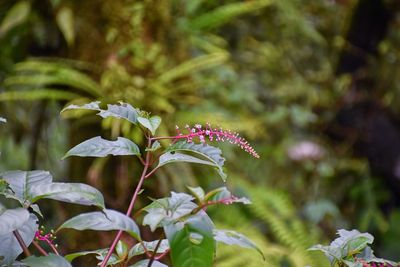 plant