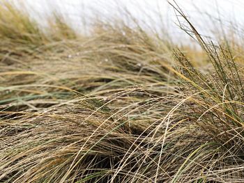 Close-up of stalks in field