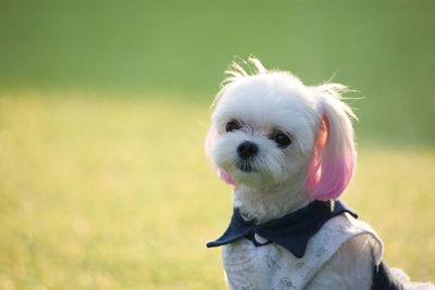 Close-up portrait of a dog