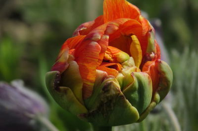 Close-up of red flowering plant