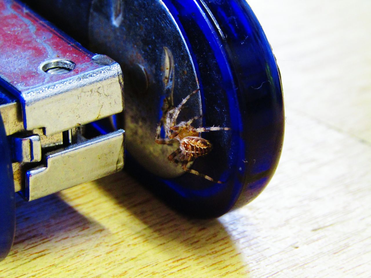 Spider on stapler