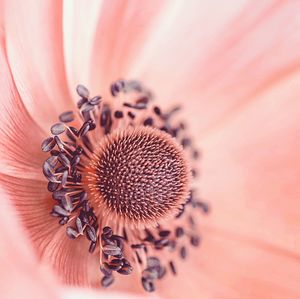 Close-up of pink flower