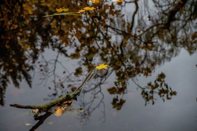 Close-up of yellow flowers on branch against lake