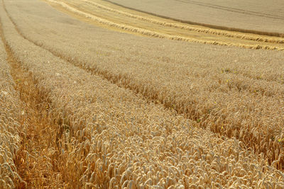 High angle view of wheat field