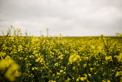 Yellow wild flower field on cloudy day in france