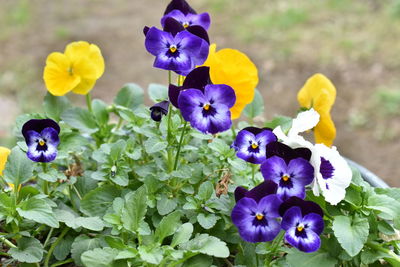 Close-up of purple flowering plants