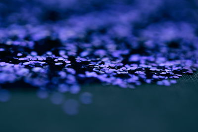 Close-up of water drops on purple flowers