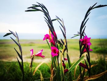 Close-up of pink crocus flowers on field