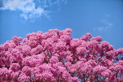 Low angle view of pink flowers against sky