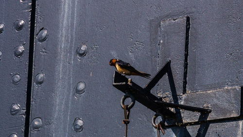 Close-up of bird perching on metal door