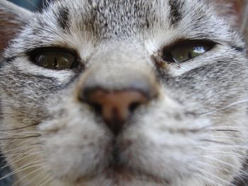 Close-up portrait of a cat