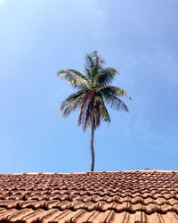 Low angle view of palm trees against blue sky