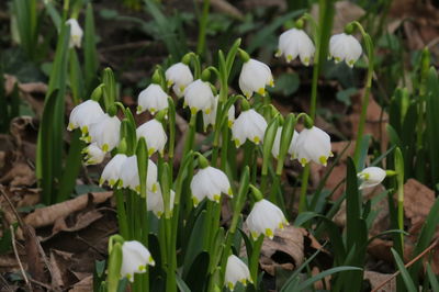 Close-up of white flowering plants on field