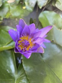Close-up of purple flower with leaves