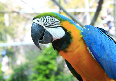 Beautiful blue and gold macaw - parrot portrait