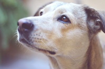 Close-up of a dog looking up