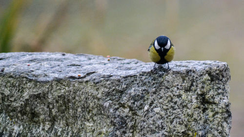 Close-up of bird perching on rock