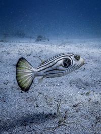 Close-up of fish swimming in sea