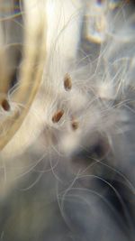 Close-up of cat