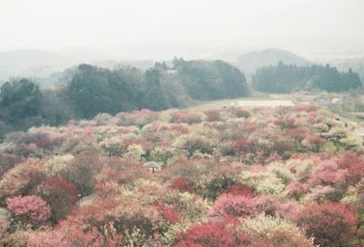 Scenic view of forest against sky