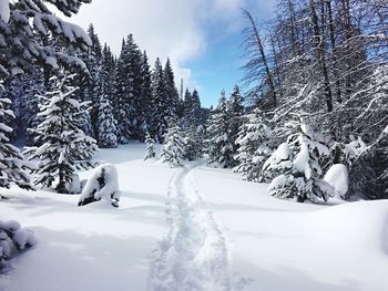 Snow covered trees on landscape