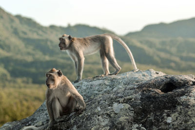 Javanese monkey