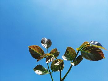 Low angle view of flowering plant against blue sky