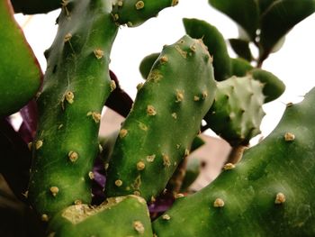 Close-up of succulent plant