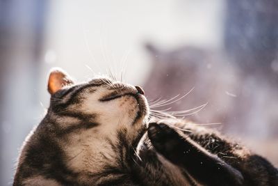 Close-up of cat scratching