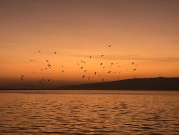 Flock of birds flying in the sky