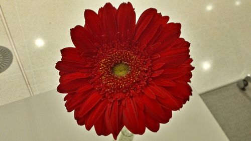 Close-up of red flowers