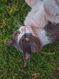 High angle view of cat on field