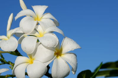 Close-up of white flowering plant against blue sky