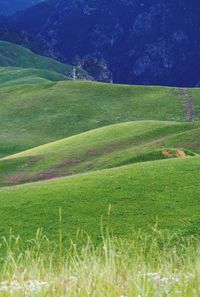 Scenic view of grassy field