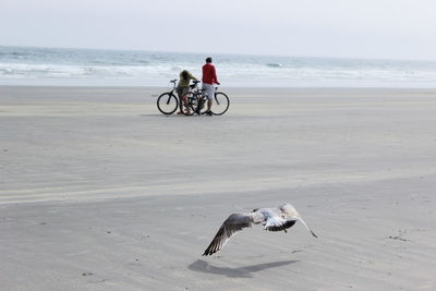 Bird landing while people cycling at beach