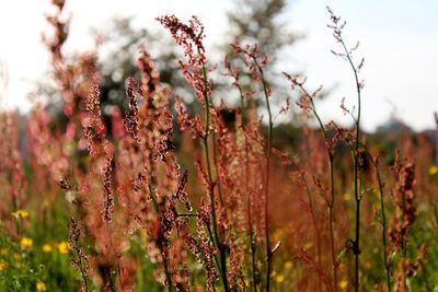 Close-up of flowering plants on land