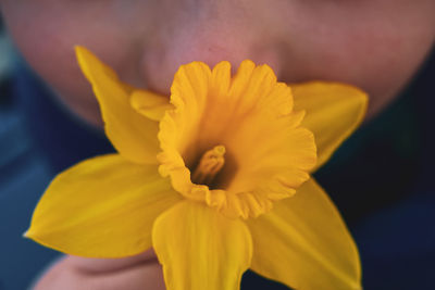 Close-up of yellow flower