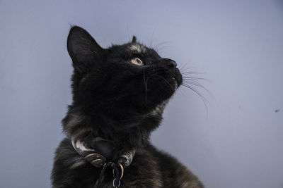 Close-up of cat looking up against wall