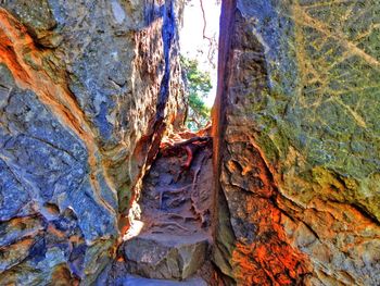 Trees on rock formation