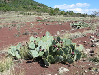 Plants growing on field against sky