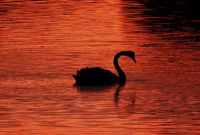 Black swan in a lake