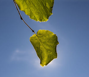 Low angle view of leaf against clear blue sky