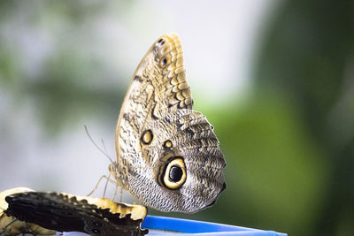 Close-up of butterfly
