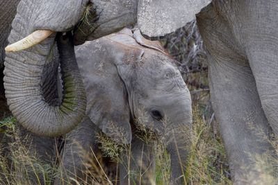Close-up of elephant