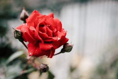 Close-up of red rose