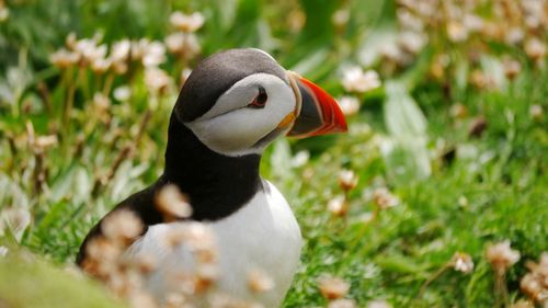 Close-up of puffin sitting in wildflower field