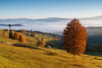 Trees on field against sky during autumn