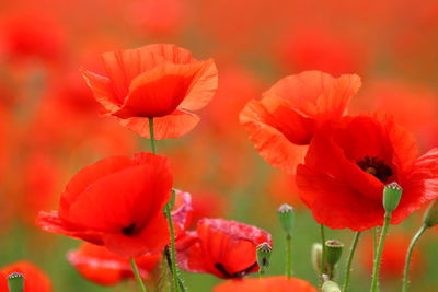 Close-up of red poppy flowers