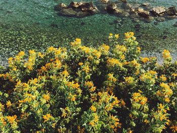 High angle view of yellow flowers blooming on field